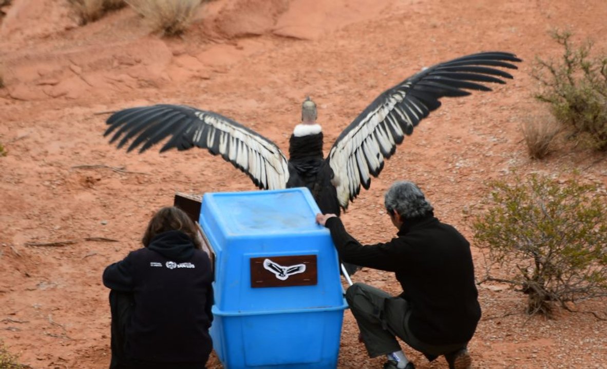 Liberación del cóndor andino Wayra en el Parque Nacional Sierra de las Quijadas