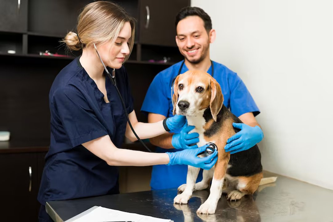 Celebramos el Día del Veterinario: un homenaje a los cuidadores de nuestros animales