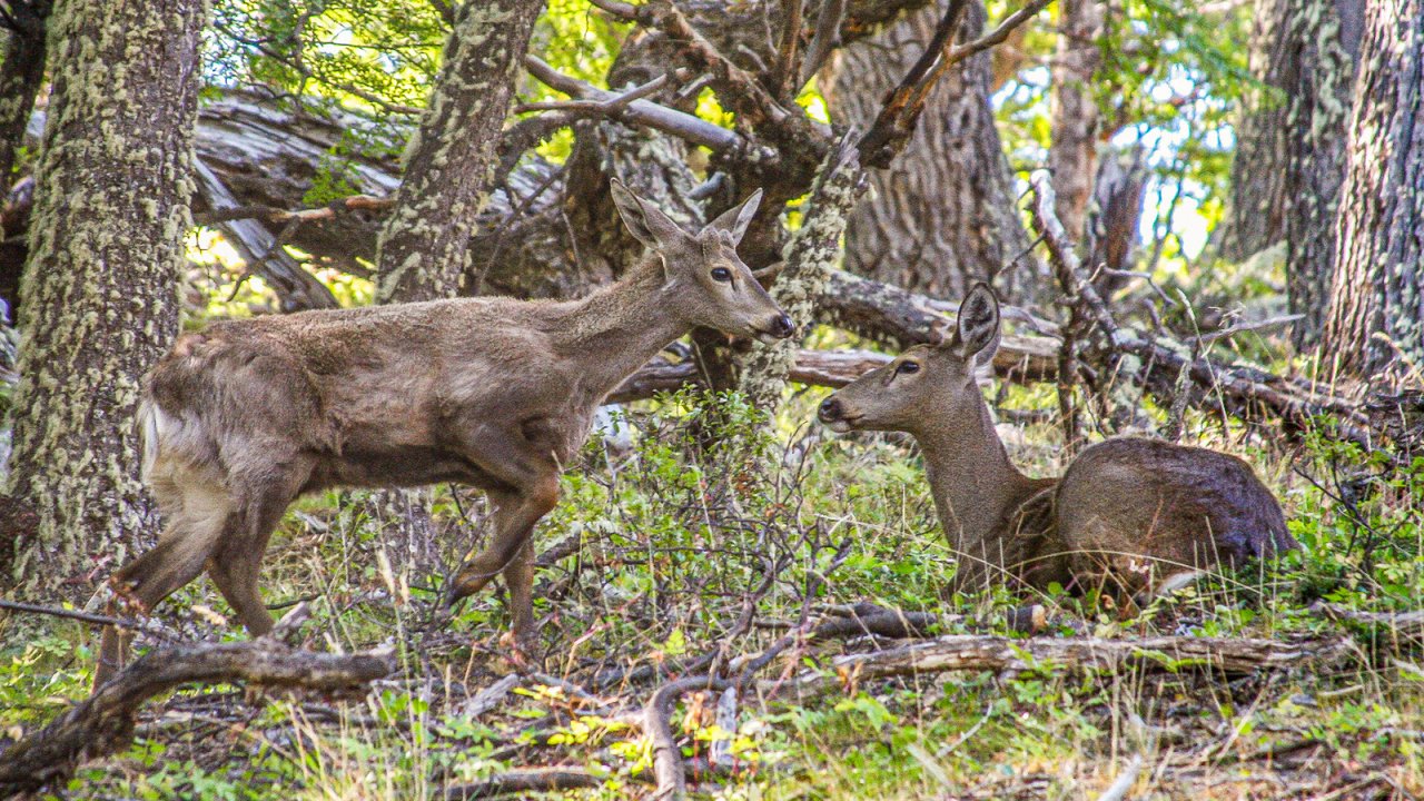 Conservación: implementan cámaras térmicas para monitorear al huemul en la Patagonia