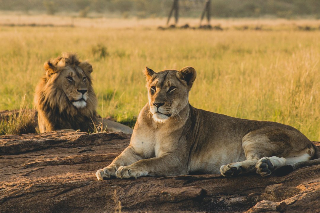 León africano descansando en la sabana