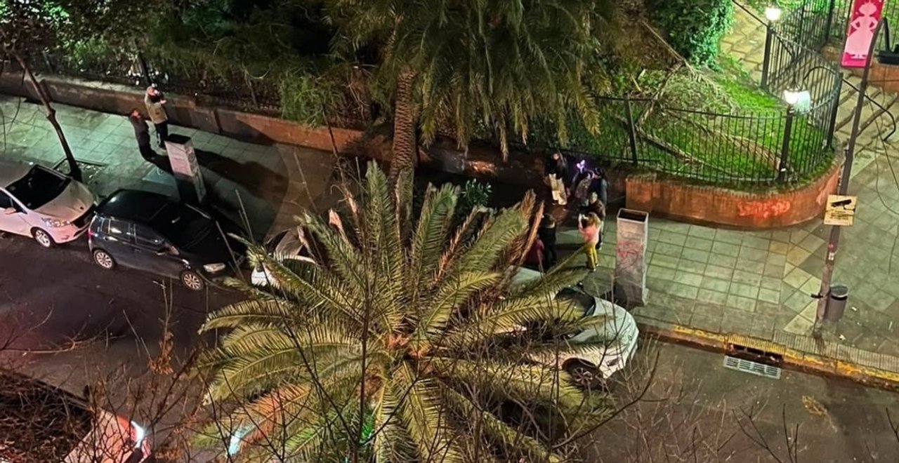 Una palmera del Jardín Botánico se desploma y causa caos en Palermo