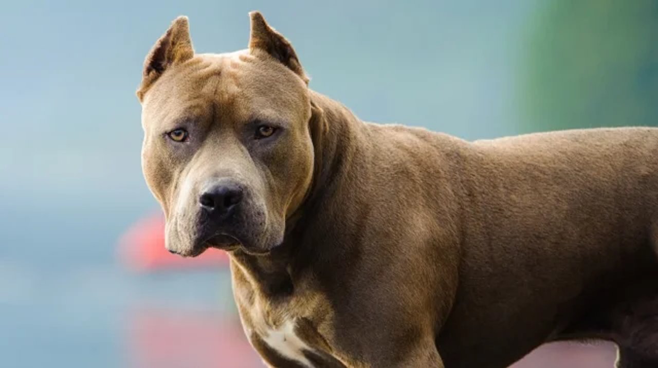 El desgarrador testimonio de la madre de Salvador, el niño atacado por un pitbull en Córdoba