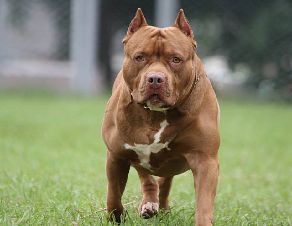Imputaron a la dueña del pitbull que mató a un niño en Córdoba