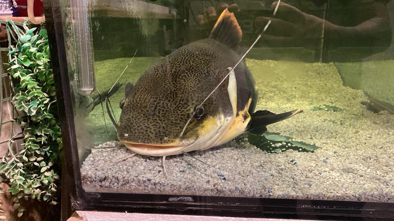 Julio frente al vidrio del acuario saludando a su pez Gordo