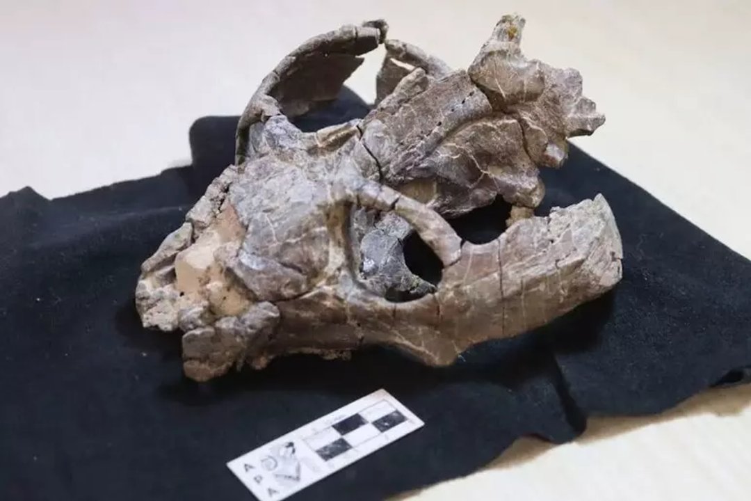 Recreación del cinodonte Chiniquodon theotonicus hallado en La Rioja