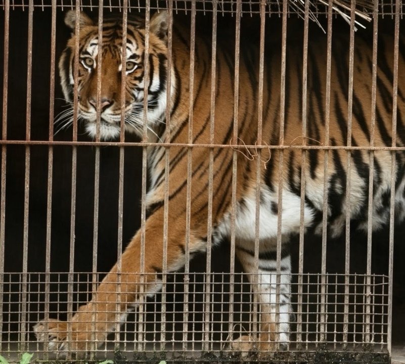 Felinos rescatados: 30 tigres y leones encuentran nuevos hogares
