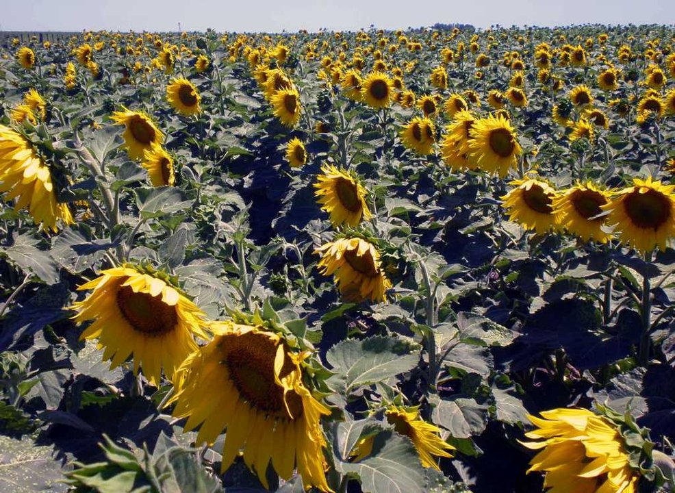 Campo de girasol en Argentina
