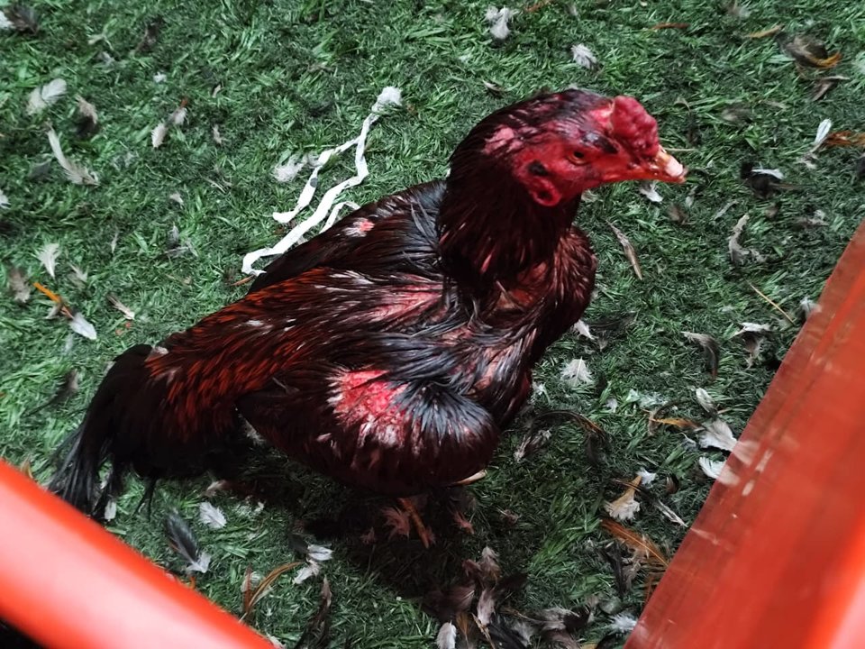 Gallos de riña rescatados en un operativo policial en Brandsen