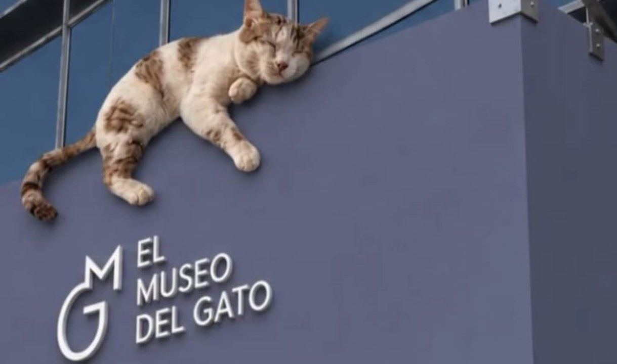 Exhibición interactiva en el Museo del Gato de Ciudad de México