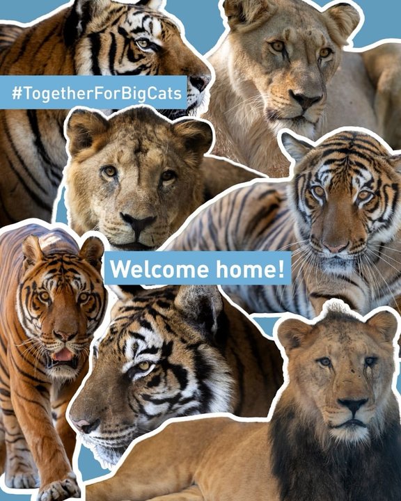 Felinos del ex zoológico de Luján liberados en santuarios de Sudáfrica y Estados Unidos