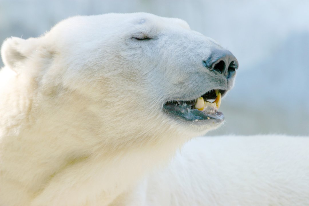 Despertó a un oso polar con una sirena en Noruega: US$ 5.000 de multa