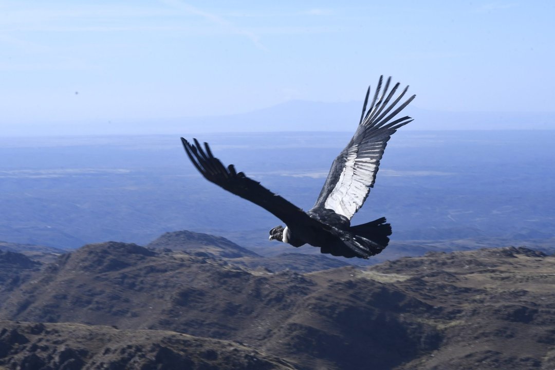 Con un microchip, el cóndor “Cuyum” volvió a volar en los cielos de San Luis