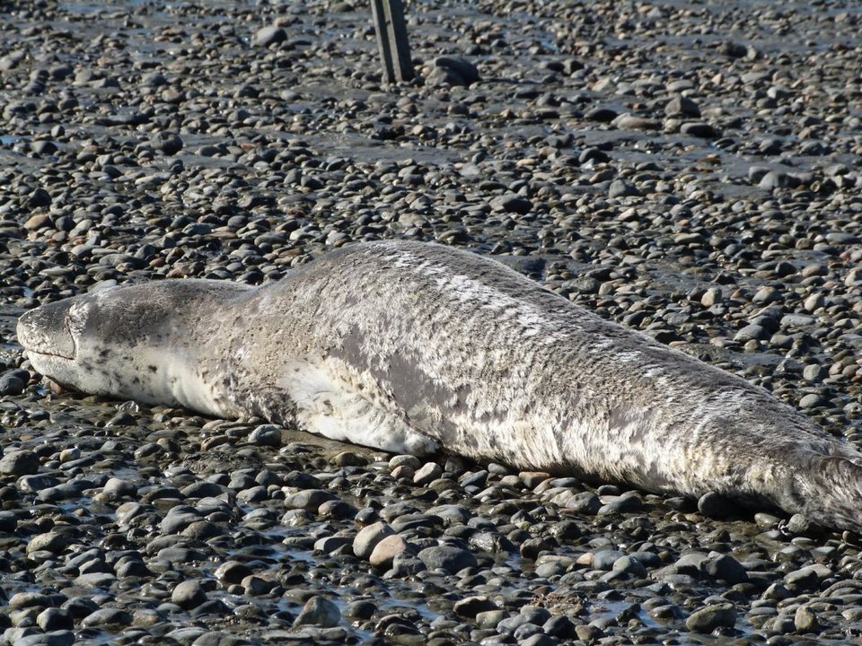Santa Cruz: pensaron que habían avistado un lobo marino, pero era una "foca leopardo"
