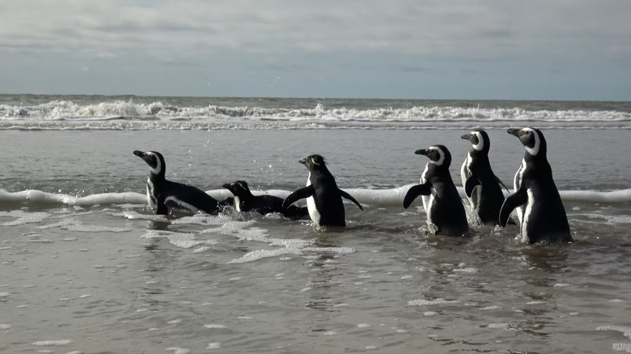 Pingüinos rehabilitados regresan al mar en San Clemente del Tuyú