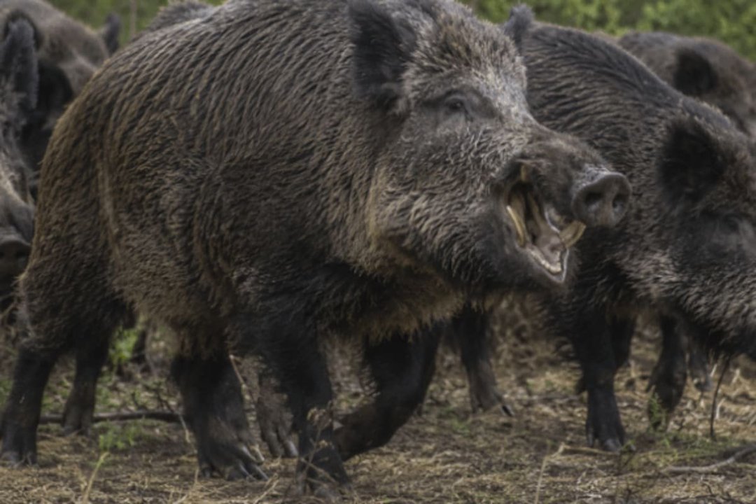 Río Negro avanza en la regulación de la venta de carne de jabalí y guanaco