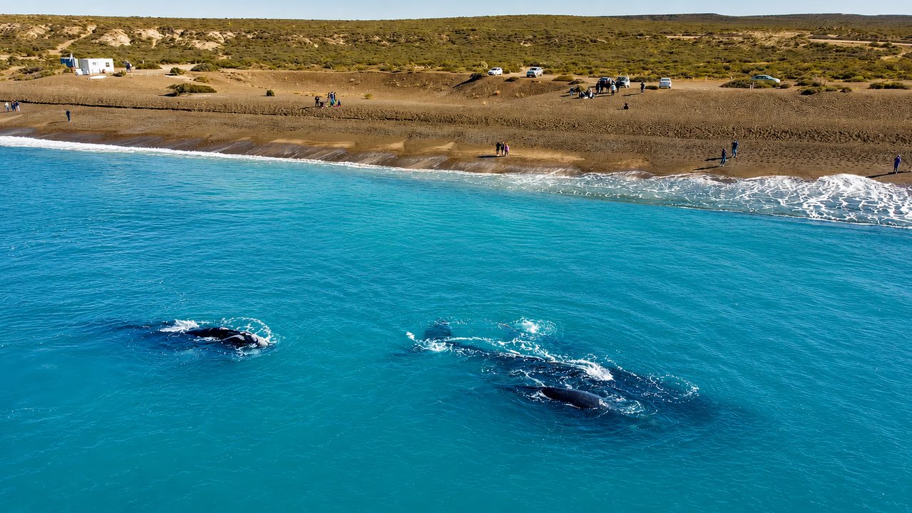 La postal del año en la Patagonia: avistan 1.300 ballenas francas y arranca la mejor temporada para verlas