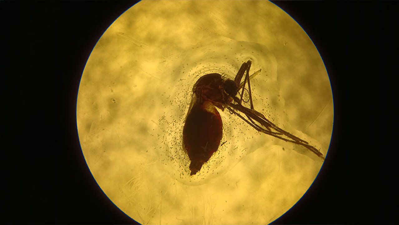 Argentinos avanzan en una vacuna para combatir dengue, Zika, chikunguña y fiebre amarilla