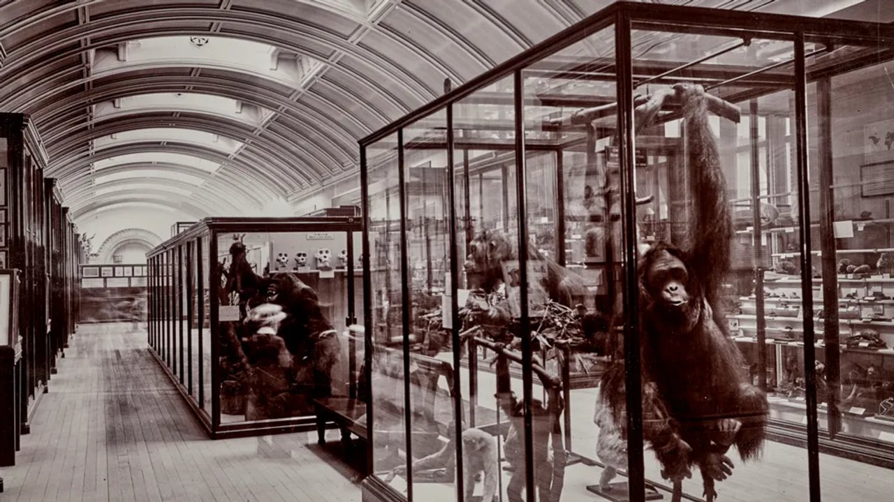 Reabren una galería del Museo de Historia Natural de Londres cerrada desde la Segunda Guerra Mundial