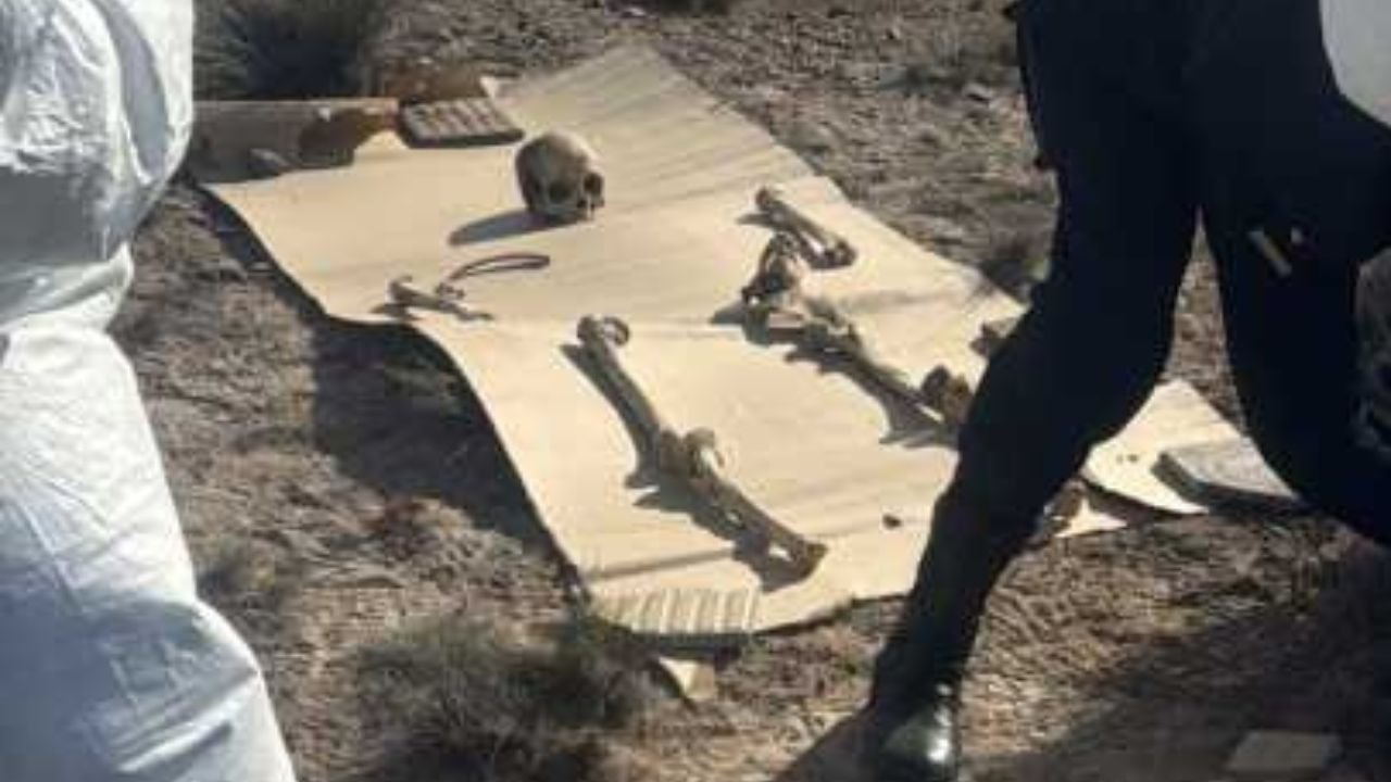Un hallazgo sorprendente en Puerto Madryn: 125 piezas óseas encontradas durante un paseo