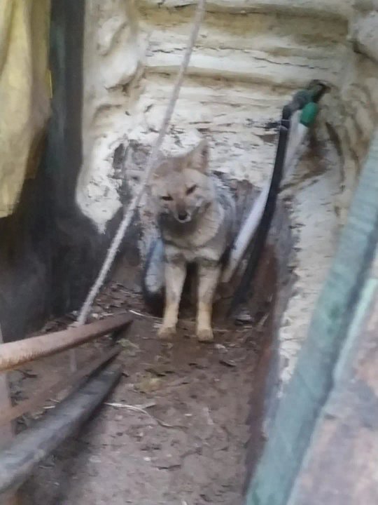 Rescatan y liberan a un zorro en Ostende tras quedar atrapado en un patio