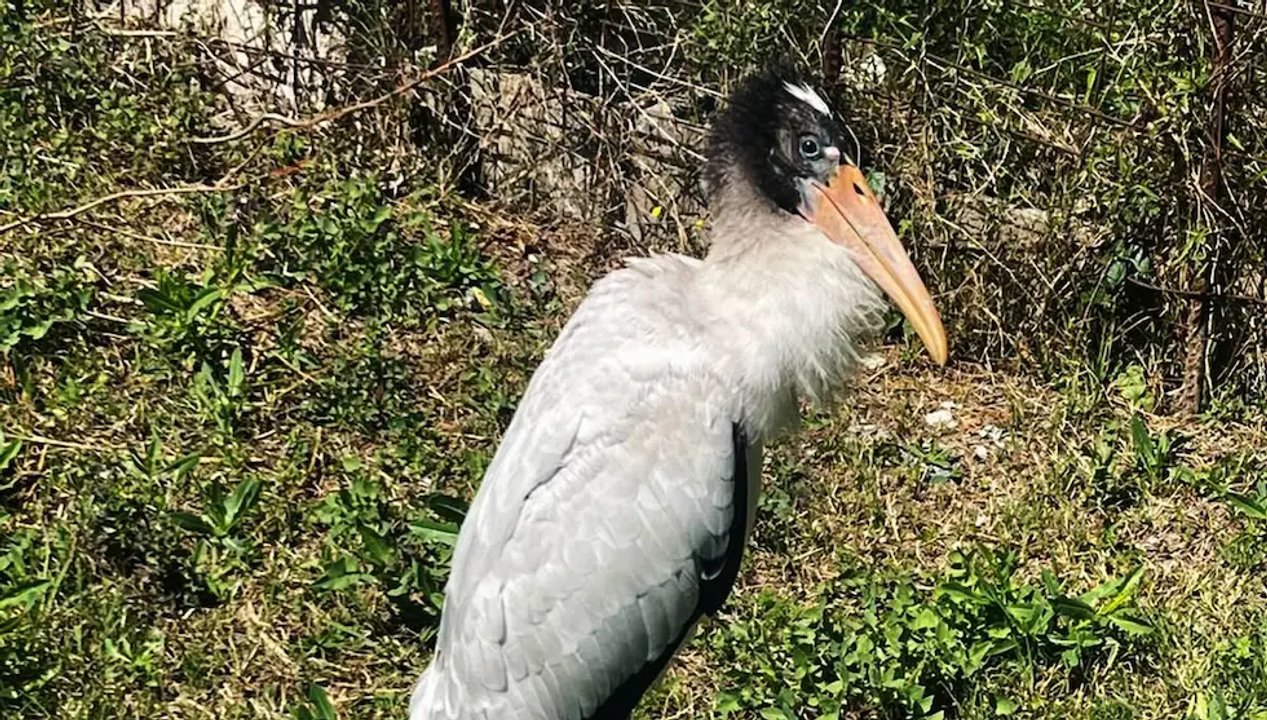 Conservación de fauna: rescataron a una cigüeña herida en La Calera