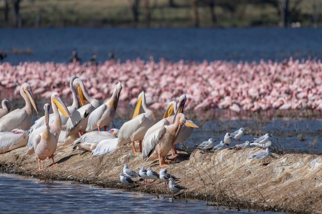 Observadores de aves participan de la XV Feria de Aves de Sudamérica en Asunción