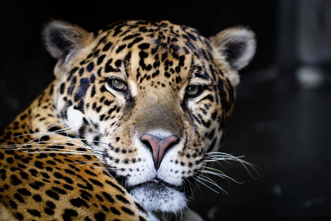 Yaguareté en su hábitat natural, especie en peligro en Sudamérica