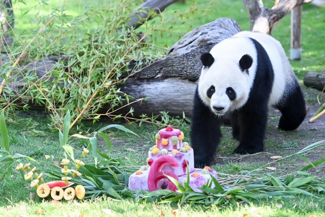 China envía pandas gigantes a EE. UU. para impulsar la cooperación internacional sobre estos animales