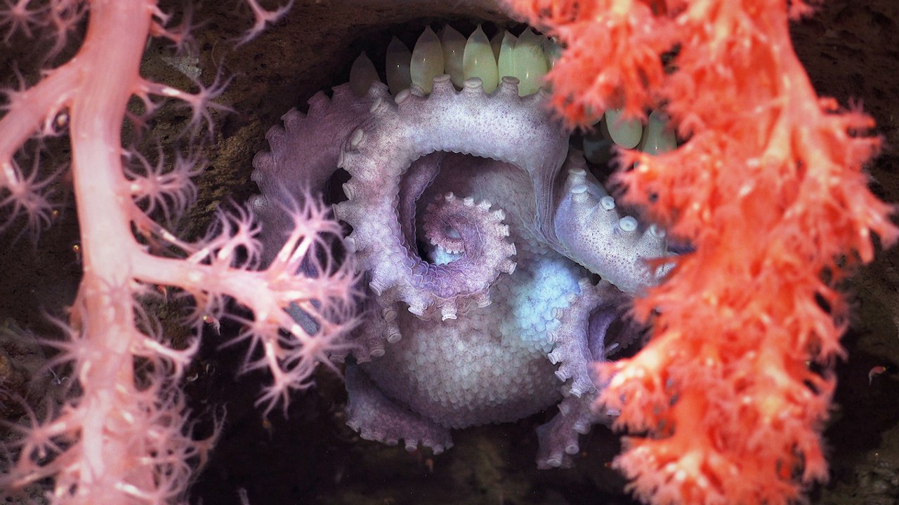 Investigadores analizan especies marinas descubiertas en cañones submarinos argentinos