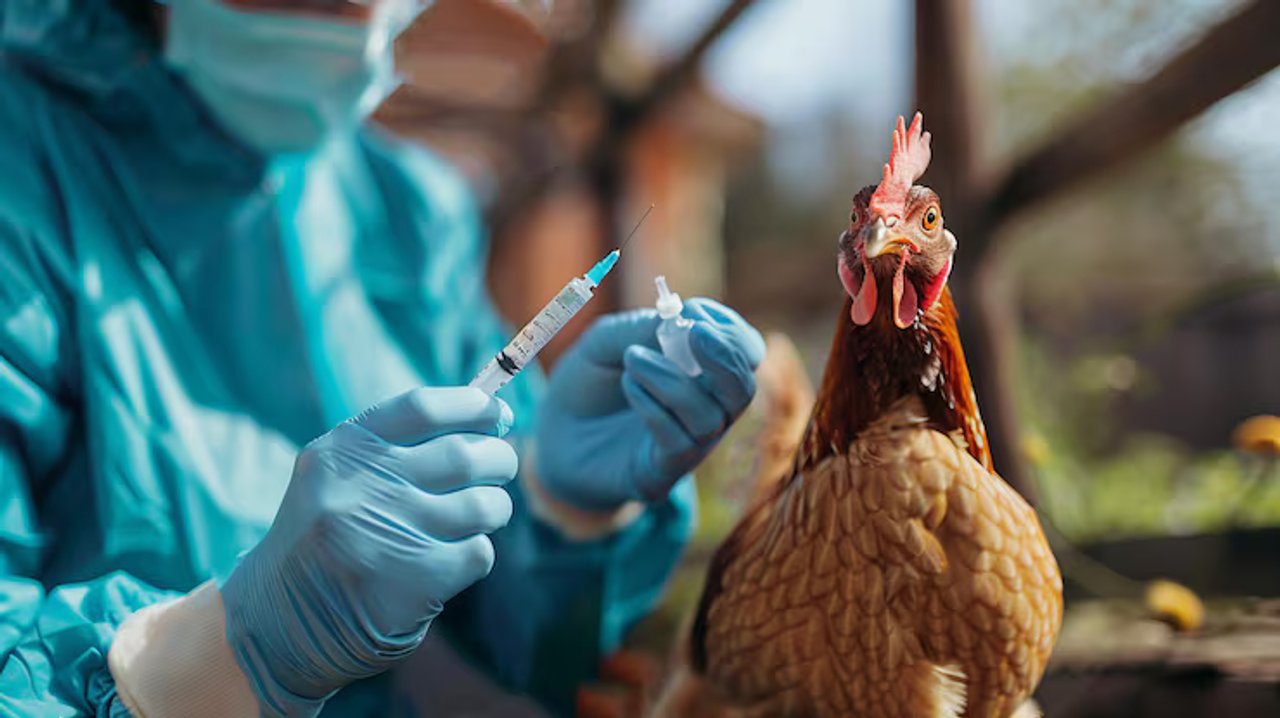 Nueva vacuna protege a las aves de producción frente a tres enfermedades de alto impacto