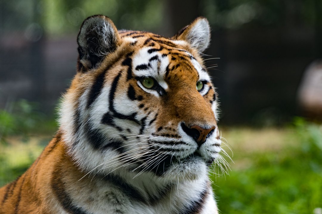 Un hombre resultó gravemente herido tras el ataque de un tigre en un parque de vida silvestre en Inglaterra