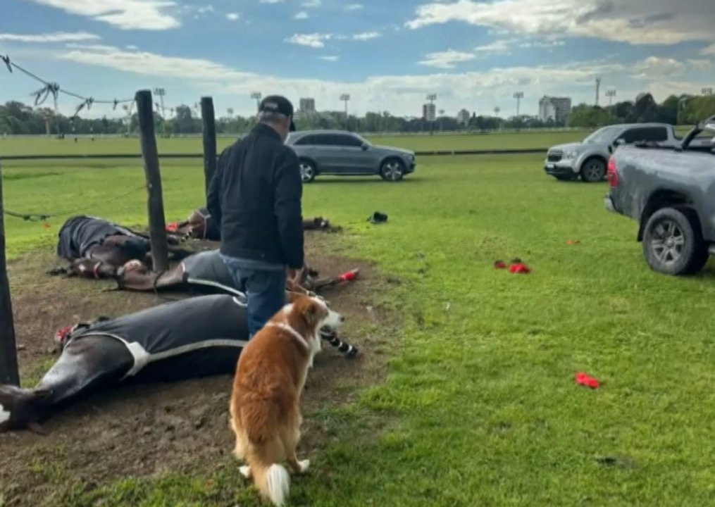 Un rayo mató a cuatro yeguas de polo en el Jockey Club de San Isidro