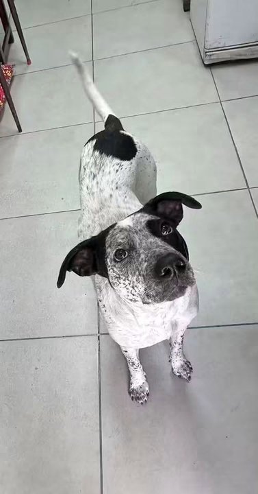 Un policía de la Ciudad fue desvinculado acusado de matar de un tiro a un perro en una comisaría