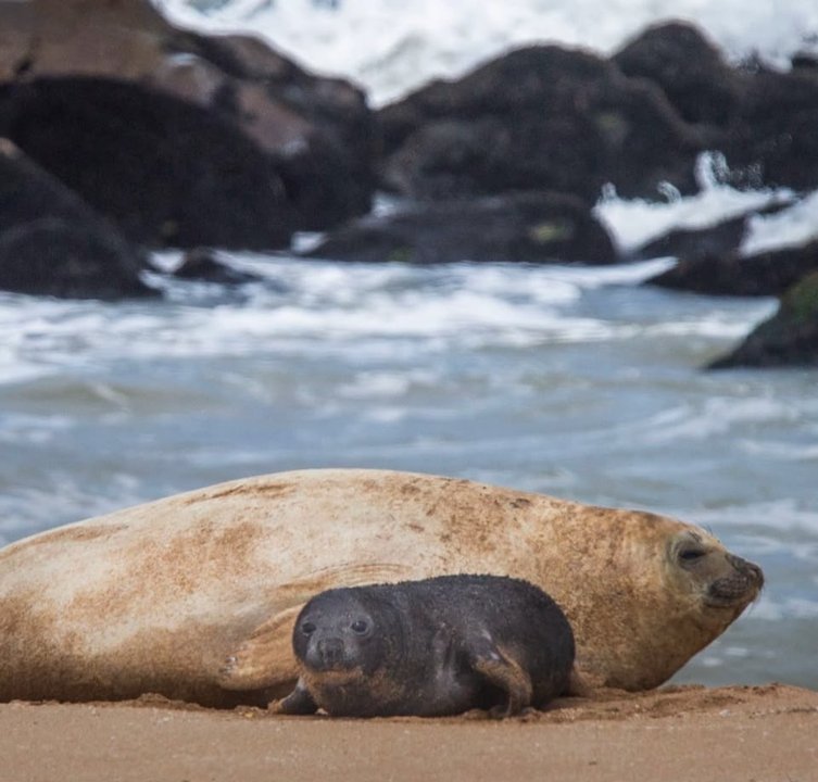 Nació un elefante marino en Mar del Plata: lo apodaron Alfredito y hay un monitoreo permanente